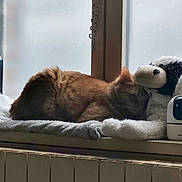Garfield participe au concours pour gagner de l'argent avec cette photo : backlight, blanket, cat, cozy, fur, ginger_cat, home_interior, indoor, nap, pet, pet_bed, plush_sheep, radiator, resting, sleeping_cat, soft_light, stuffed_animal, toy, window, windowsill