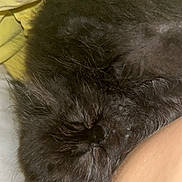 Hades joined the competition — help win amazing prizes! animal, black_cat, close_up, comfort, cozy, cute, domestic_cat, face, fluffy, fur, indoor, kitten, pet, relaxation, resting, sleeping, soft, whiskers, yellow_blanket, young_cat