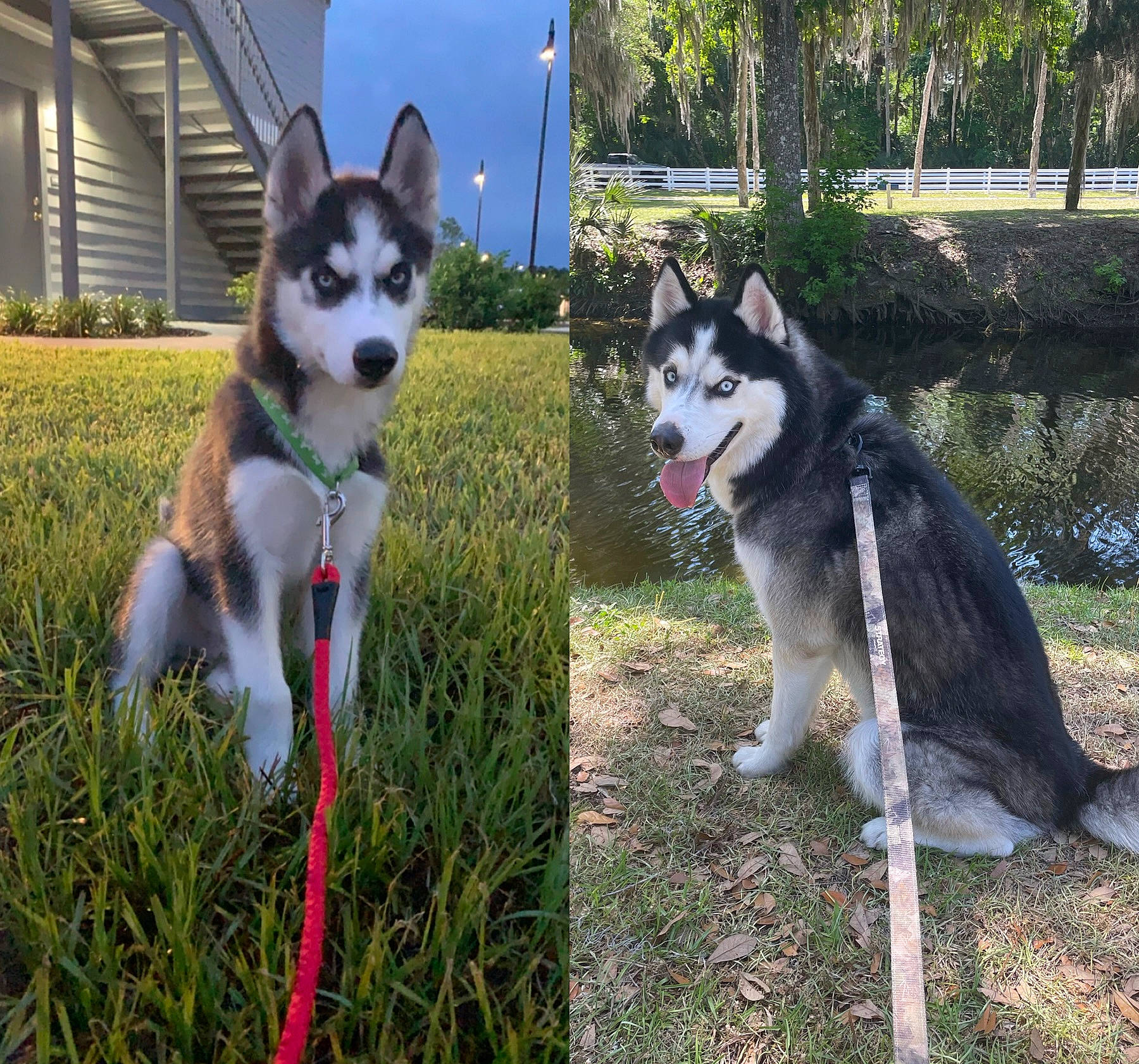 Lobo joined the competition — help win amazing prizes! ancient_dog_breeds, canidae, carnivore, collar, companion_dog, dog, dog_breed, grass, non_sporting_group, plant, recreation, siberian_husky, sky, sled_dog, sporting_group, tail, tree, working_animal, working_dog