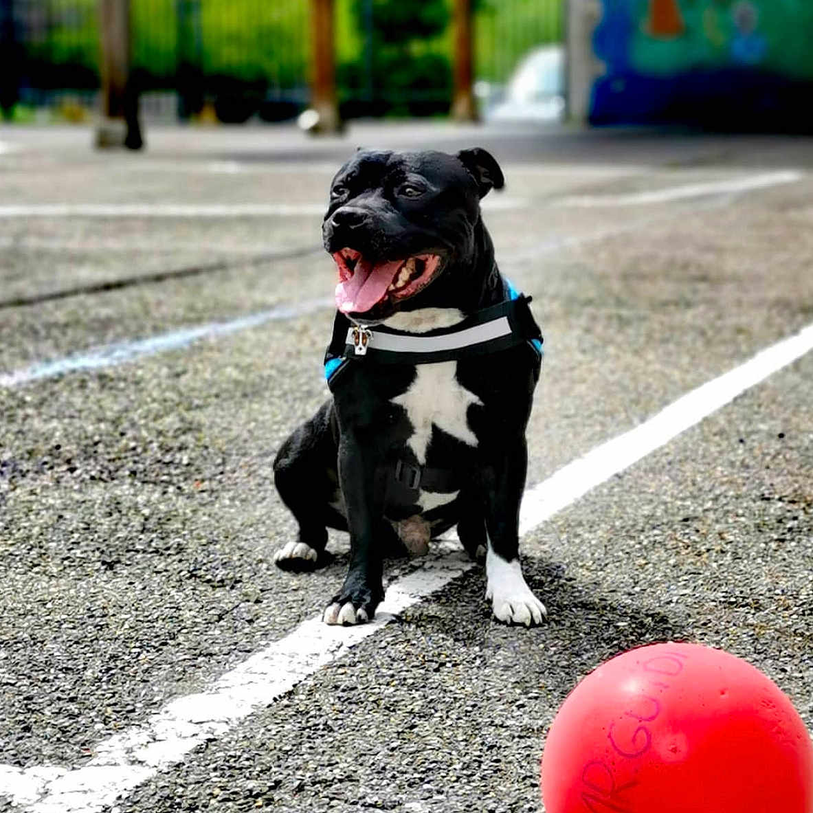 Pablo participe au concours pour gagner de l'argent avec cette photo : animal, ball, balloon, bostonbull, bulldog, canine, city, dog, football, pet, puppy, road, soccer, soccerball, sphere, sport, street, tennis, tennisball, urban