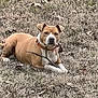 animal, brown_dog, calm, canine, collar, daytime, dog, dry_grass, fall, grass, laying_down, leaves, mammal, nature, outdoor, park, pet, resting, stick, white_paws