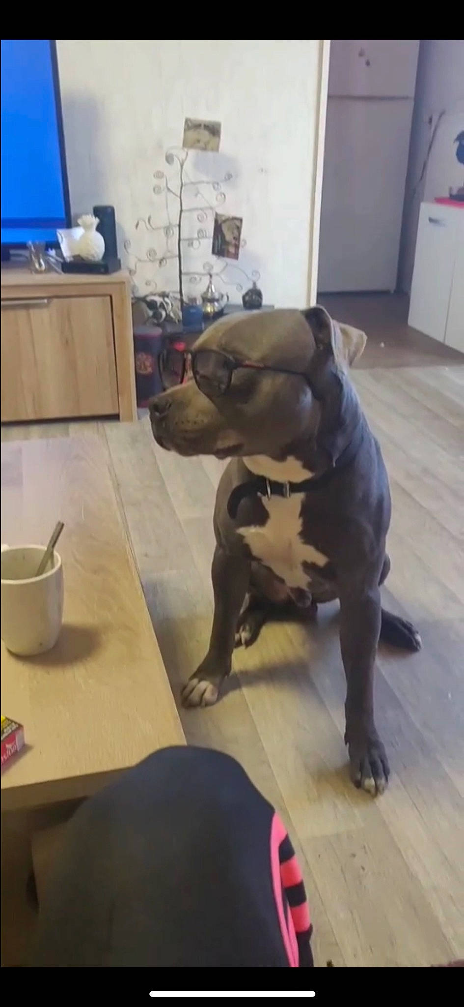 Rayko a rejoint le concours — aidez-le/la à gagner de superbes lots ! carnivore, chair, chinese_crested_dog, comfort, companion_dog, dog, dog_breed, fawn, floor, flooring, hardwood, mixing_bowl, pet_supply, serveware, sporting_group, table, tableware, tail, toy_dog, working_animal