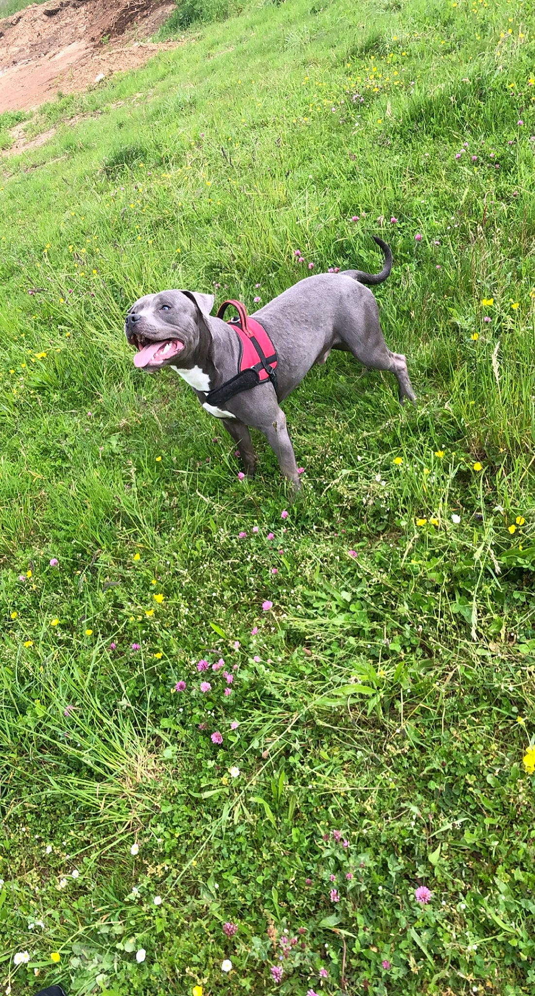 Rayko a rejoint le concours — aidez-le/la à gagner de superbes lots ! carnivore, collar, companion_dog, dog, dog_breed, dog_collar, dog_supply, flower, grass, grass_family, grassland, groundcover, herbaceous_plant, molosser, pet_supply, plant, shrub, tail, working_animal, working_dog