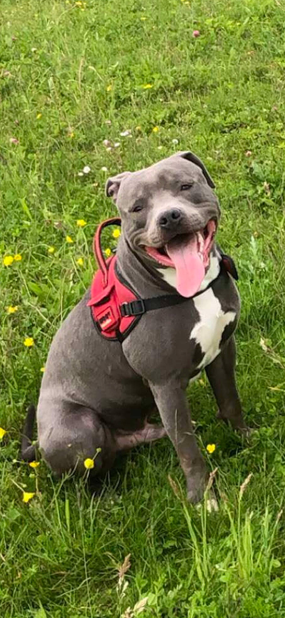 Rayko a rejoint le concours — aidez-le/la à gagner de superbes lots ! canidae, carnivore, collar, companion_dog, dog, dog_breed, dog_collar, dog_supply, fawn, flower, grass, groundcover, leash, molosser, pet_supply, plant, tail, terrestrial_animal, whiskers, working_animal