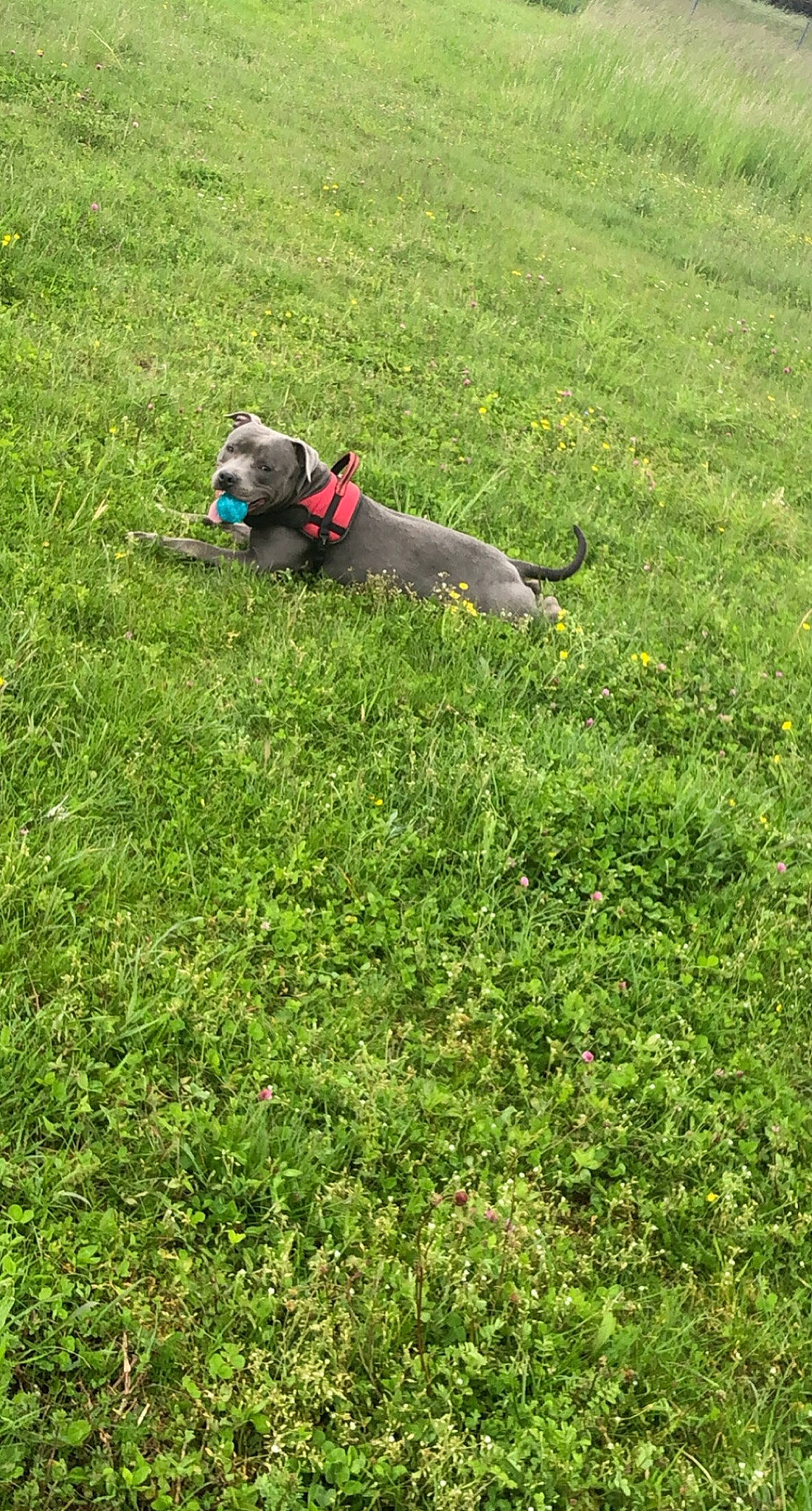 Rayko participe au concours pour gagner de l'argent avec cette photo : agriculture, canidae, carnivore, collar, companion_dog, dog, dog_breed, dog_supply, fawn, field, grass, grassland, groundcover, guard_dog, pasture, plant, prairie, shrub, sporting_group, working_animal