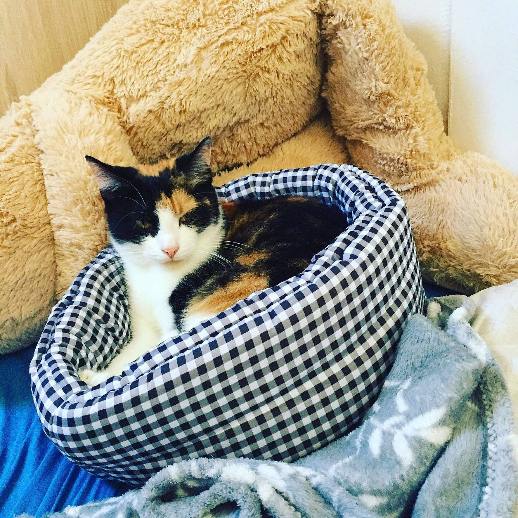 Oxxy participe au concours pour gagner de l'argent avec cette photo : basket, bedding, carnivore, cat, cat_bed, cat_supply, comfort, couch, felidae, fur, grass, grey, linens, pet_supply, sitting, small_to_medium_sized_cats, tail, whiskers, wicker, wood