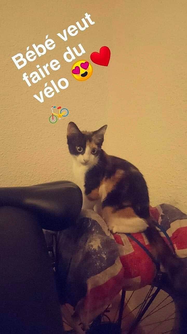 Oxxy a rejoint le concours — aidez-le/la à gagner de superbes lots ! carnivore, cat, chair, comfort, domestic_short_haired_cat, felidae, font, fur, happy, illustration, lap, paw, photo_caption, room, sitting, small_to_medium_sized_cats, tail, tire, wheel, whiskers