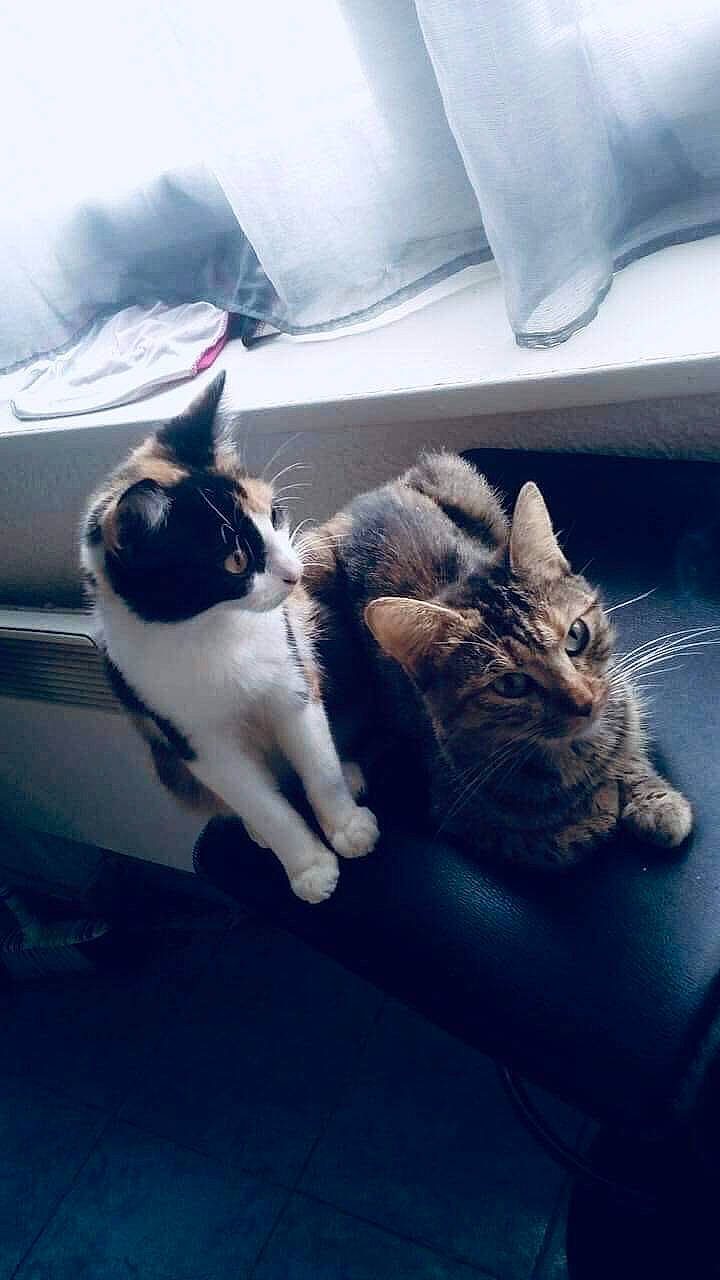 Oxxy a rejoint le concours — aidez-le/la à gagner de superbes lots ! carnivore, cat, cloud, comfort, domestic_short_haired_cat, felidae, fur, grey, human_leg, linens, nap, paw, room, sky, small_to_medium_sized_cats, square, tail, textile, tints_and_shades, whiskers