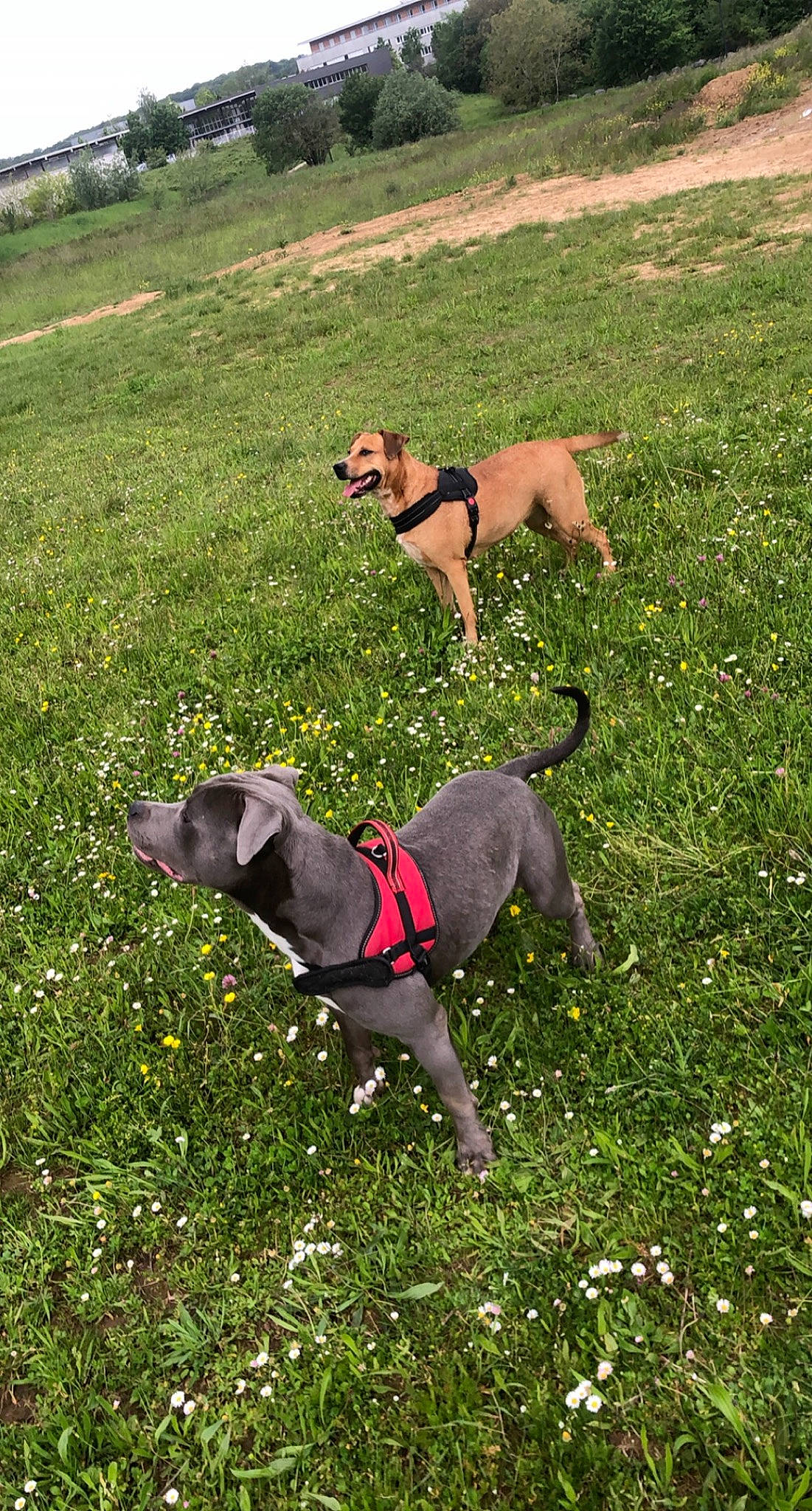 Naiya participe au concours pour gagner de l'argent avec cette photo : canidae, carnivore, collar, companion_dog, dog, dog_breed, dog_collar, dog_supply, fawn, flower, grass, grassland, hound, leash, pet_supply, plant, sporting_group, tail, working_animal, working_dog