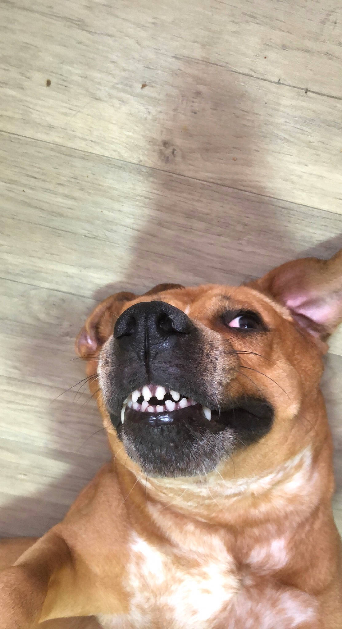 Naiya a rejoint le concours — aidez-le/la à gagner de superbes lots ! canidae, carnivore, collar, companion_dog, dog, dog_breed, fawn, fur, guard_dog, hardwood, liver, plank, snout, sporting_group, varnish, whiskers, wood, wood_stain, working_animal, wrinkle