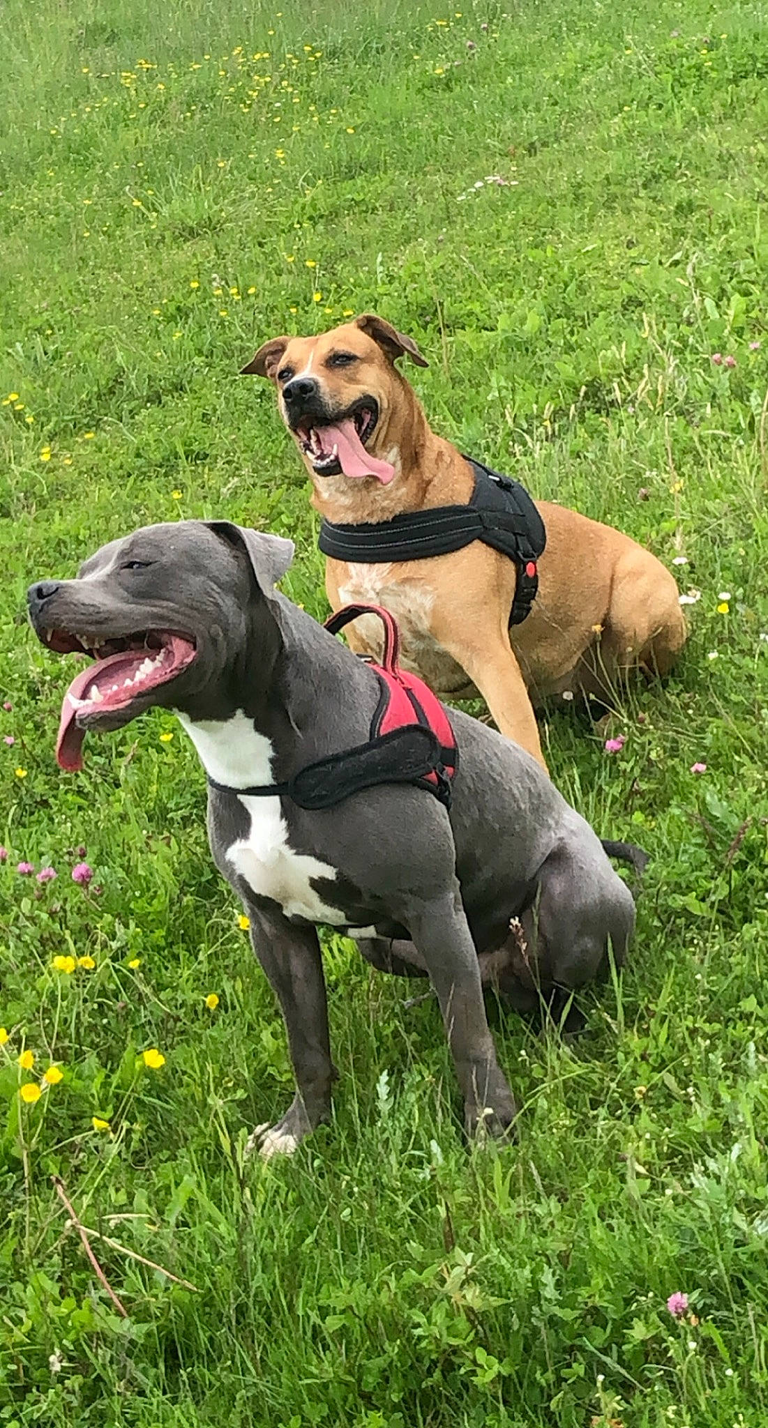 Naiya a rejoint le concours — aidez-le/la à gagner de superbes lots ! carnivore, collar, companion_dog, dog, dog_breed, dog_collar, dog_supply, fashion_accessory, fawn, flower, grass, grassland, happy, leash, pet_supply, plant, recreation, smile, snout, sporting_group