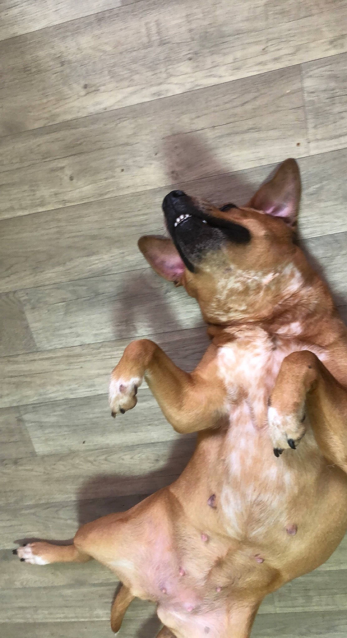 Naiya participe au concours pour gagner de l'argent avec cette photo : art, canidae, carnivore, companion_dog, dog, dog_breed, ear, fawn, felidae, gesture, hardwood, jaw, liver, small_to_medium_sized_cats, snout, sporting_group, tail, whiskers, wood, working_animal