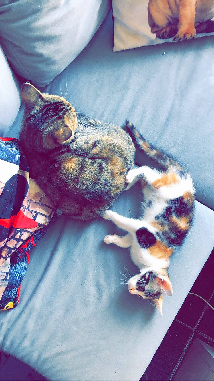 Gucci participe au concours pour gagner de l'argent avec cette photo : carnivore, cat, claw, comfort, couch, domestic_short_haired_cat, fawn, felidae, fur, grass, linens, nap, orange, pattern, paw, sitting, small_to_medium_sized_cats, tail, textile, whiskers