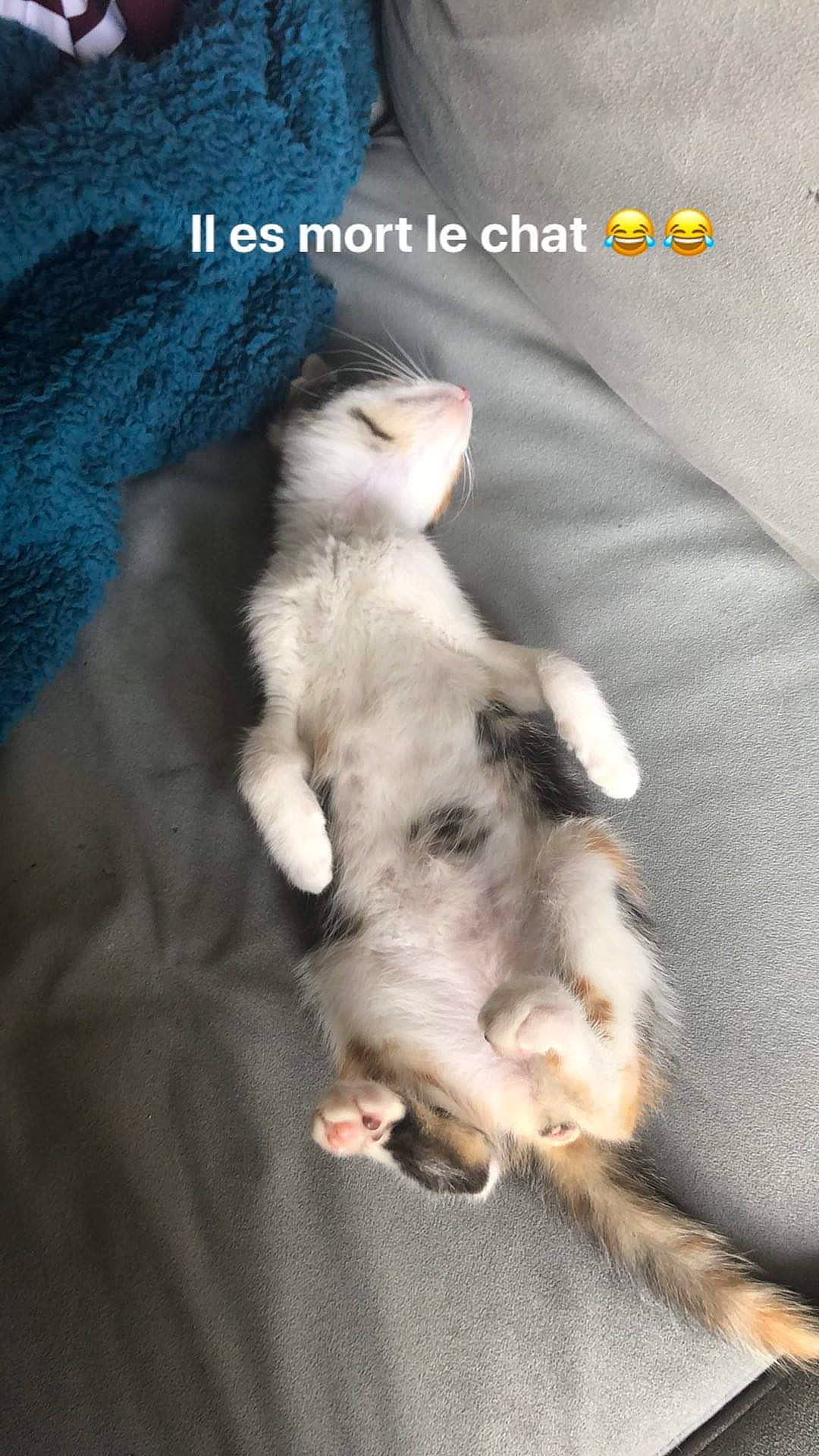 Gucci participe au concours pour gagner de l'argent avec cette photo : carnivore, cat, comfort, companion_dog, felidae, font, fur, grey, non_sporting_group, paw, photo_caption, small_to_medium_sized_cats, snout, tail, terrestrial_animal, whiskers, wildlife, working_animal