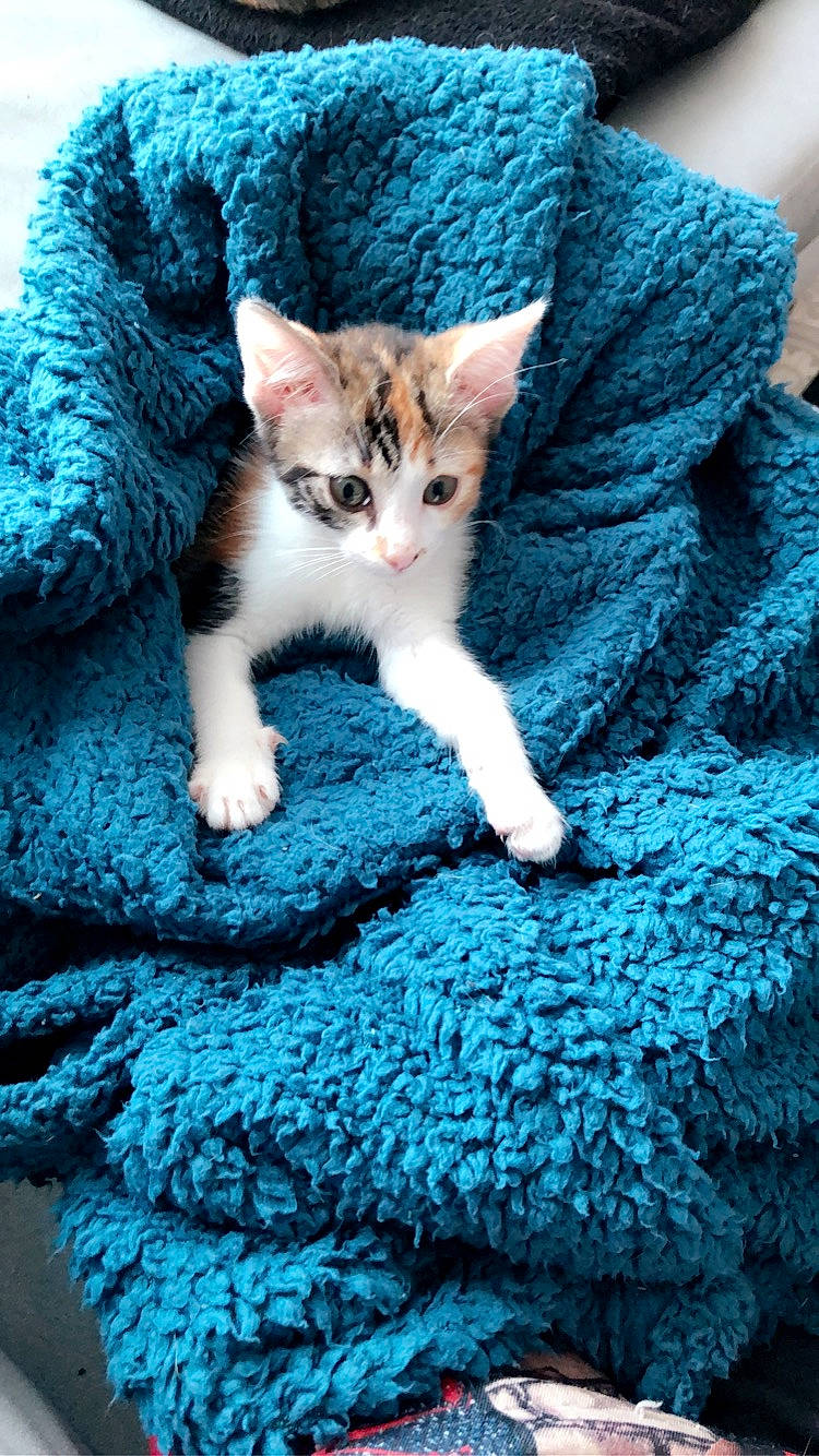 Gucci participe au concours pour gagner de l'argent avec cette photo : aqua, art, azure, blue, carnivore, cat, comfort, creative_arts, electric_blue, felidae, fur, grey, linens, mammal, pattern, small_to_medium_sized_cats, textile, whiskers, wool, woolen