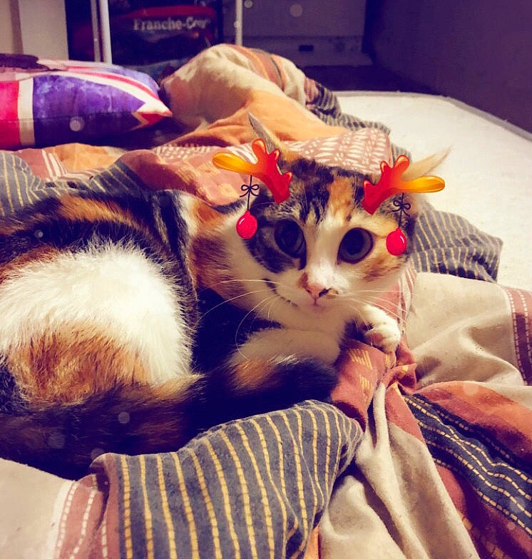 Gucci a rejoint le concours — aidez-le/la à gagner de superbes lots ! beauty, carnivore, cat, cloud, comfort, companion_dog, couch, eye, fawn, felidae, fur, human_leg, mammal, morning, paw, small_to_medium_sized_cats, snout, tail, textile, whiskers