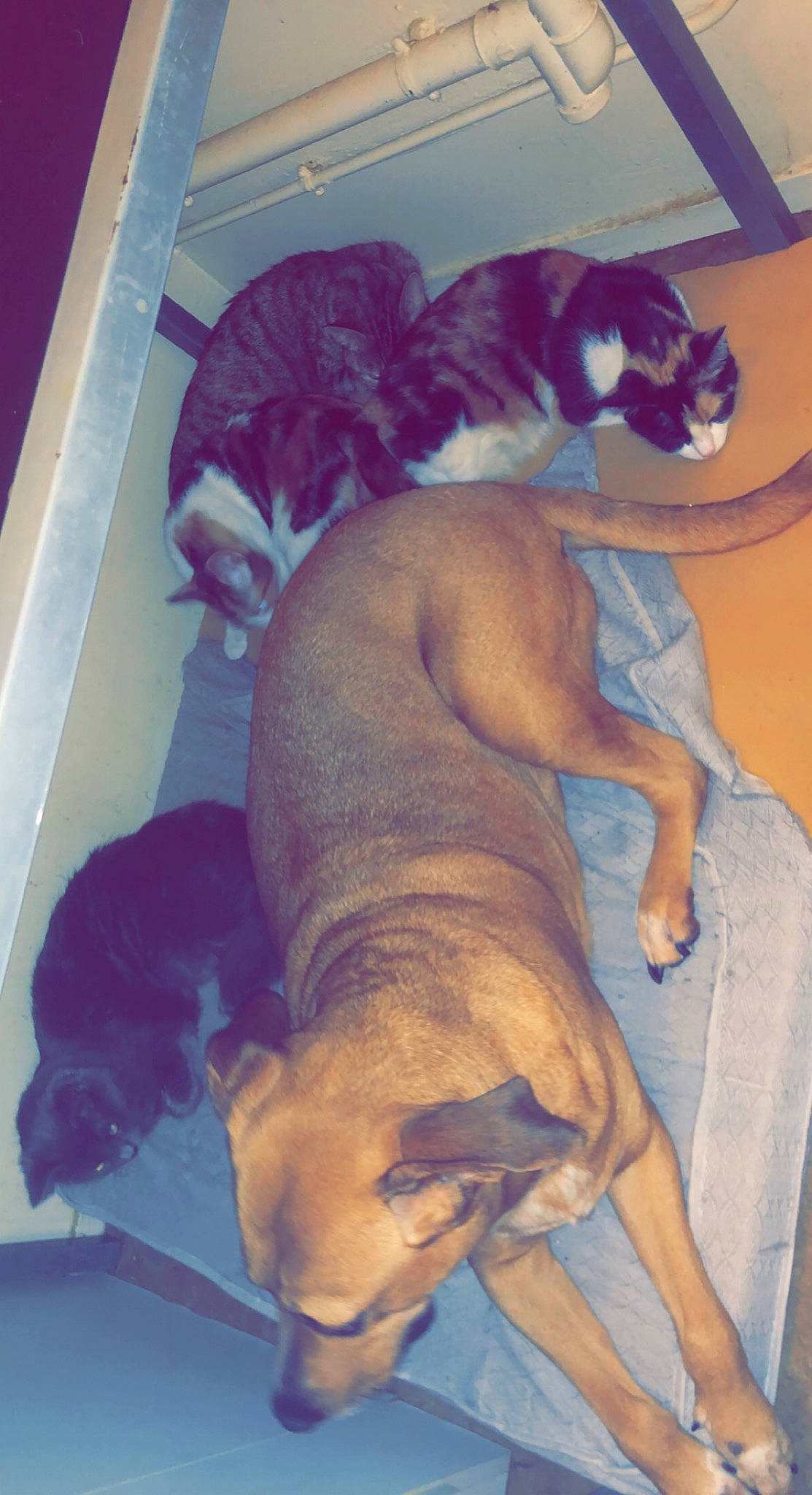 Blue participe au concours pour gagner de l'argent avec cette photo : canidae, carnivore, cat, comfort, companion_dog, dog, dog_breed, fawn, felidae, linens, nap, paw, room, small_to_medium_sized_cats, snout, sporting_group, tail, toy_dog, whiskers, working_animal