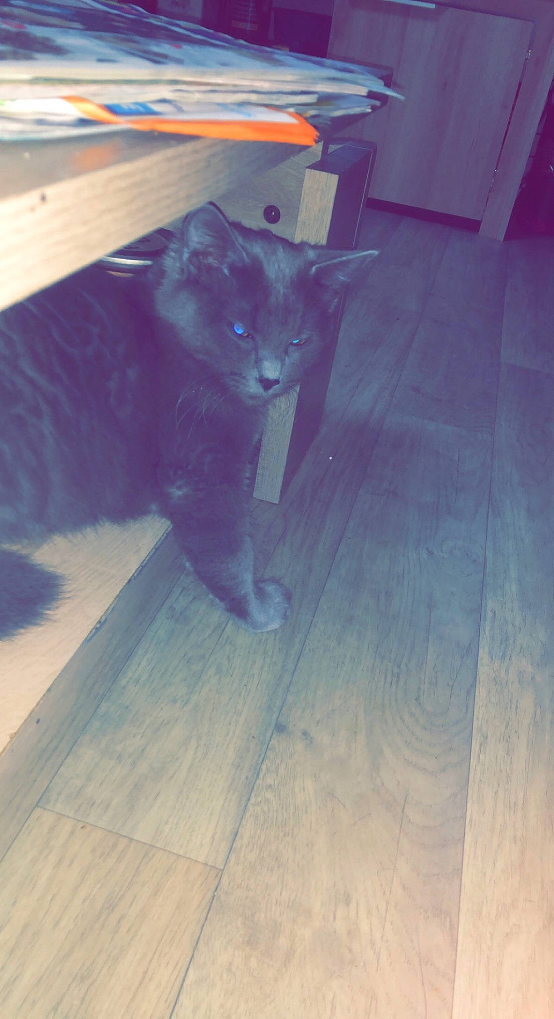 Blue participe au concours pour gagner de l'argent avec cette photo : black_cat, carnivore, cat, domestic_short_haired_cat, electric_blue, felidae, floor, flooring, fur, hardwood, laminate_flooring, plank, small_to_medium_sized_cats, snout, tail, tints_and_shades, whiskers, wood, wood_flooring, wood_stain