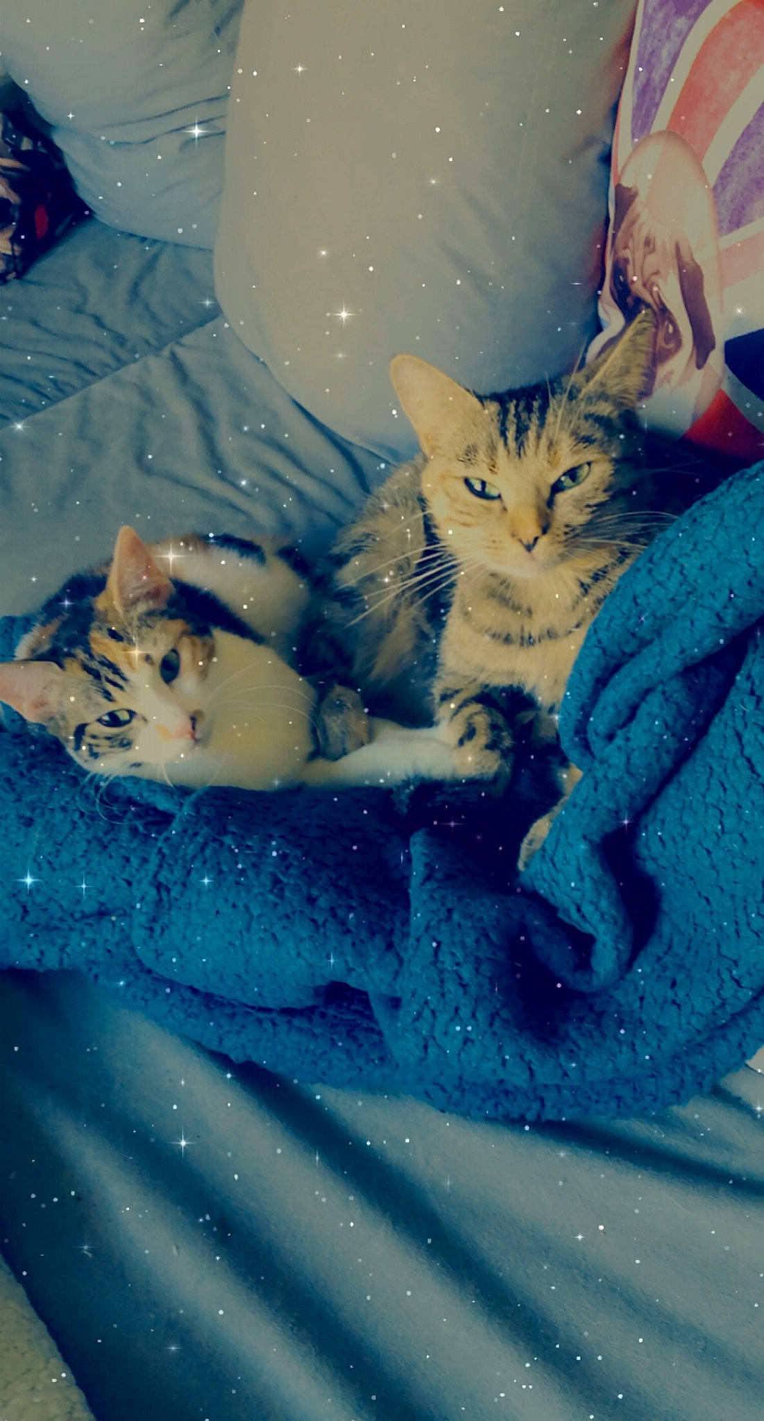 Mashka a rejoint le concours — aidez-le/la à gagner de superbes lots ! azure, bed, bedding, carnivore, cat, claw, cloud, comfort, domestic_short_haired_cat, electric_blue, felidae, fur, lap, linens, paw, sitting, sky, small_to_medium_sized_cats, tail, whiskers