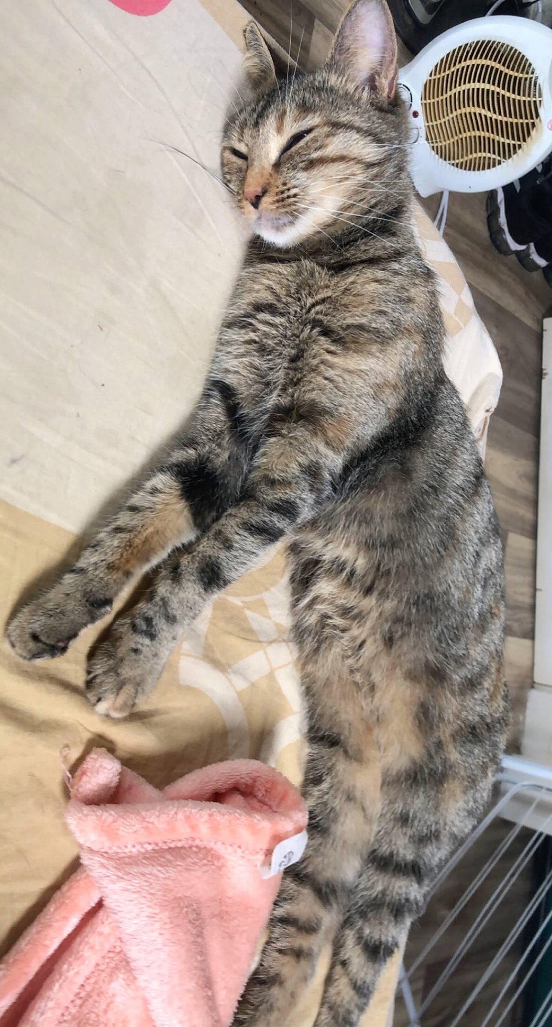 Mashka participe au concours pour gagner de l'argent avec cette photo : carnivore, cat, claw, comfort, domestic_short_haired_cat, electric_fan, felidae, foot, fur, kitchen_utensil, mechanical_fan, pattern, paw, plate, small_to_medium_sized_cats, snout, tableware, tail, terrestrial_animal, whiskers