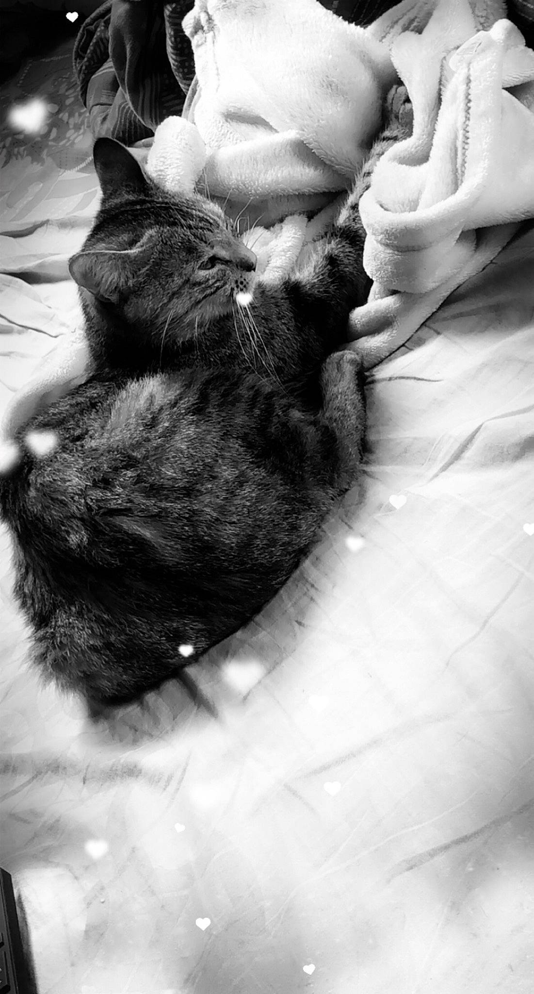 Mashka a rejoint le concours — aidez-le/la à gagner de superbes lots ! black, black_and_white, black_cat, carnivore, cat, comfort, dog_breed, domestic_short_haired_cat, felidae, fur, gesture, grey, human_leg, monochrome, monochrome_photography, small_to_medium_sized_cats, snapshot, style, tail, whiskers