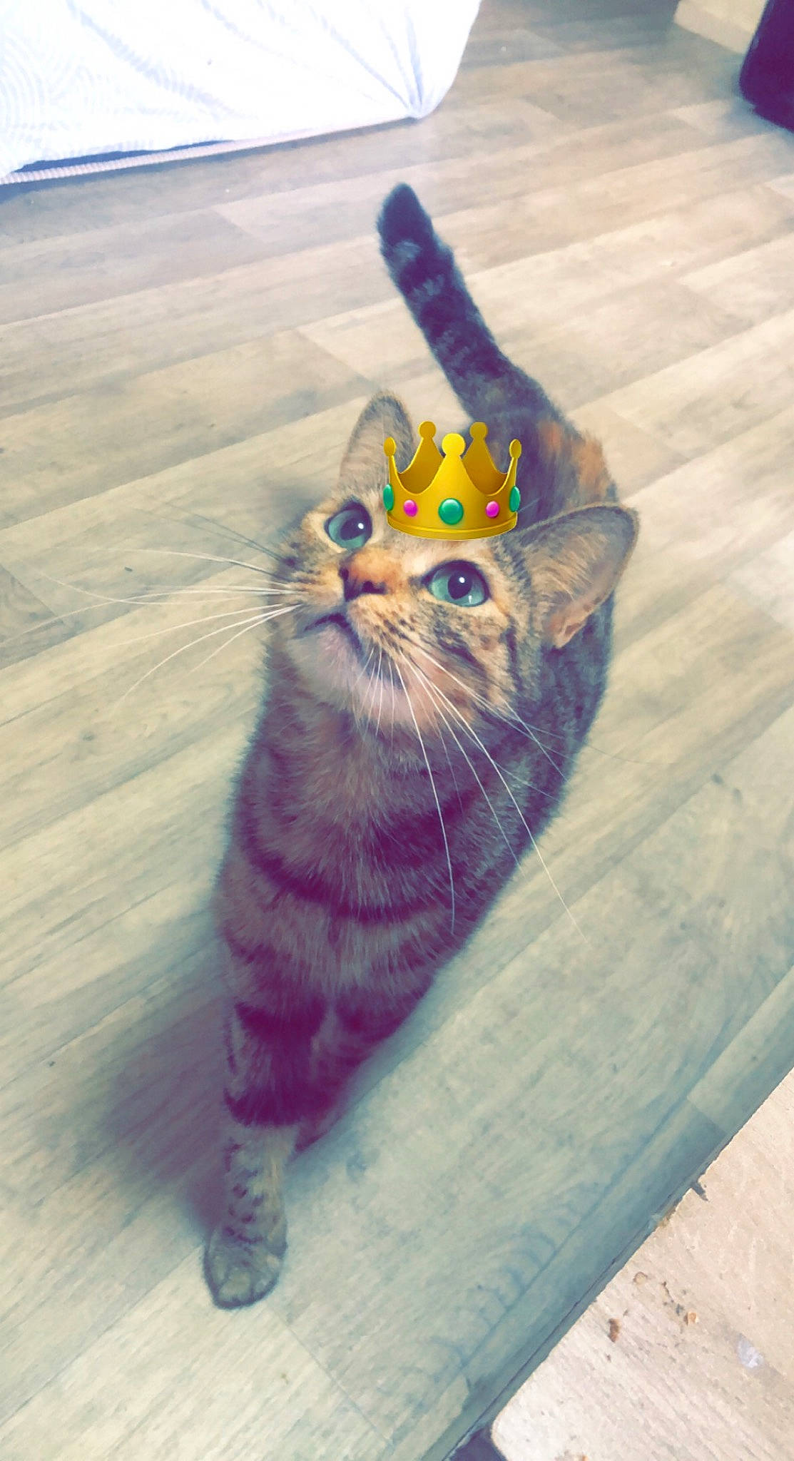 Mashka a rejoint le concours — aidez-le/la à gagner de superbes lots ! art, azure, carnivore, cat, domestic_short_haired_cat, electric_blue, fawn, felidae, floor, flooring, fur, grey, pattern, paw, road_surface, small_to_medium_sized_cats, snout, tail, whiskers, wood