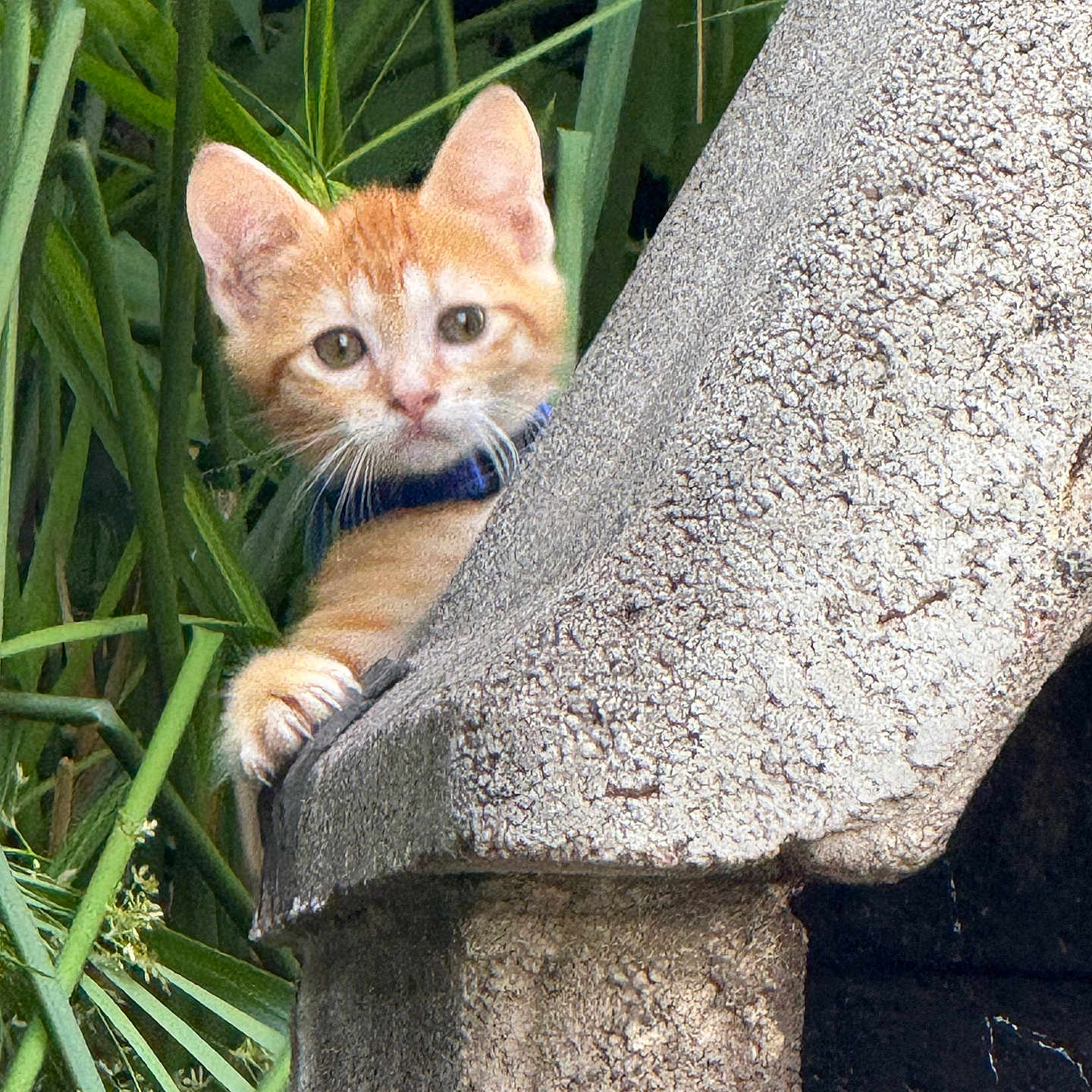Tigrou a rejoint le concours — aidez-le/la à gagner de superbes lots ! animal, cat, closeup, curious, cute, daylight, ears, green_foliage, kitten, nature, orange_tabby, outdoor, paws, peeking, pet, portrait, stone_structure, texture, whiskers, young