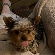 Maggy joined the competition — help win amazing prizes! animal, black_fur, blanket, brown_fur, carpet, companion, cozy, cute, dog, fur, fuzzy_slippers, home, indoor, living_room, pet, relaxing, resting, small_dog, soft_texture, tongue_out