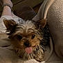 animal, black_fur, blanket, brown_fur, carpet, companion, cozy, cute, dog, fur, fuzzy_slippers, home, indoor, living_room, pet, relaxing, resting, small_dog, soft_texture, tongue_out