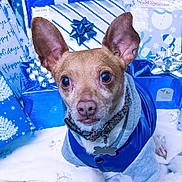 Roscoe joined the competition — help win amazing prizes! dog, pet, holiday, gift, present, blue, silver, jacket, costume, festive, celebration, winter, snow, cute, animal, ears, collar, portrait, indoor, decorations