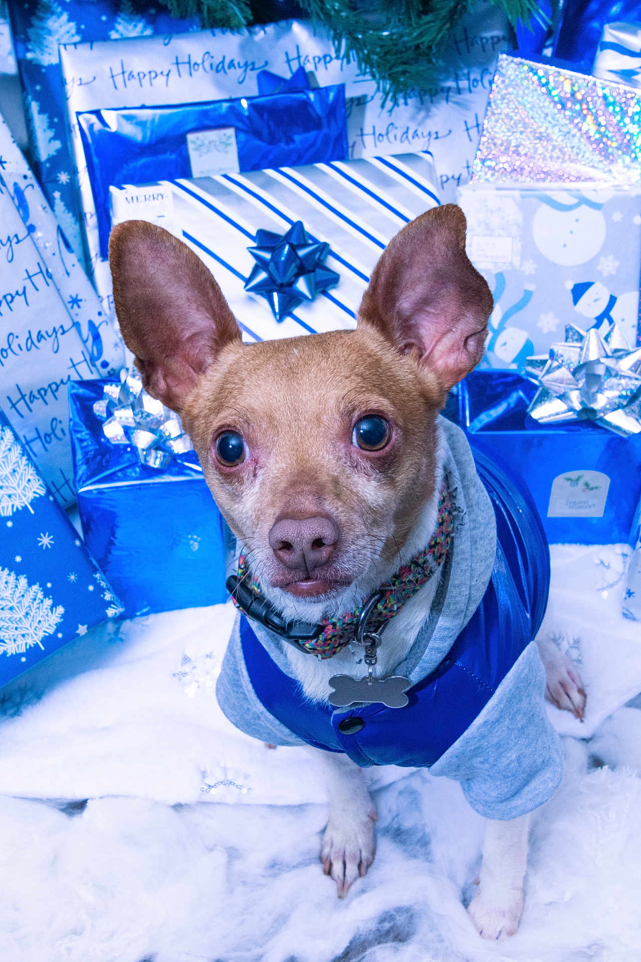 Roscoe joined the competition — help win amazing prizes! dog, pet, holiday, gift, present, blue, silver, jacket, costume, festive, celebration, winter, snow, cute, animal, ears, collar, portrait, indoor, decorations