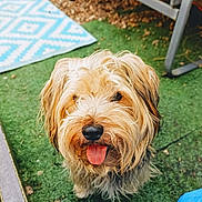 Olaf a rejoint le concours — aidez-le/la à gagner de superbes lots ! animal, backyard, beige, black_nose, brown, canine, closeup, cute, dog, fur, furniture, grass, happy, looking_up, outdoor, pet, playful, rug, smiling, tongue_out