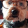 Olaf a rejoint le concours — aidez-le/la à gagner de superbes lots ! adorable, animal, closeup, companion, cute, dog, domestic_animal, eyewear, face, fluffy, friendly, fur, glasses, indoors, muzzle, nose, pet, portrait, warm_light, whiskers