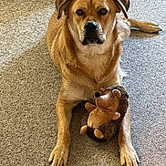 Thor is registered to the contest to win money with this photo: dog, plush_toy, hedgehog_toy, carpet, indoor, pet, animal, brown, lying_down, front_paws, toy, calm, looking_at_camera, shadow, close_up, mammal, furry, companion, domestic, cute