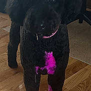 Ryder Turner is registered to the contest to win money with this photo: dog, black_dog, pink_dye, bow, indoor, wooden_floor, pet, animal, curious, standing, fur, collar, domestic, mammal, flooring, house, cute, companion, canine, portrait