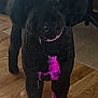 dog, black_dog, pink_dye, bow, indoor, wooden_floor, pet, animal, curious, standing, fur, collar, domestic, mammal, flooring, house, cute, companion, canine, portrait