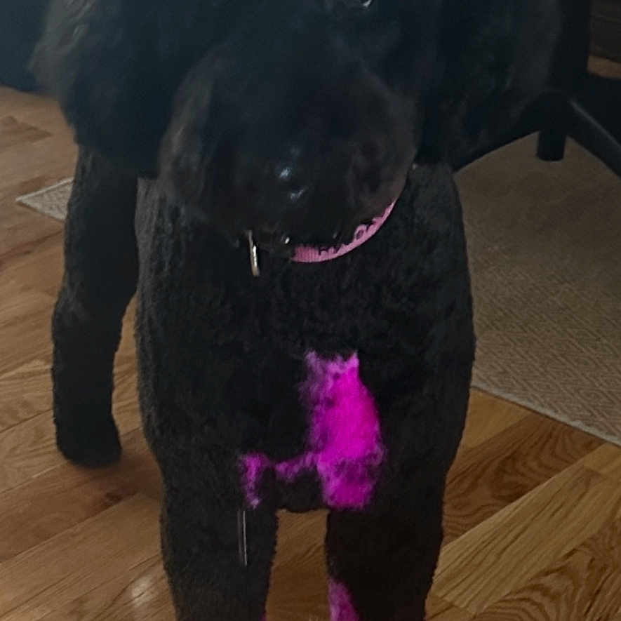 Ryder Turner is registered to the contest to win money with this photo: animal, black_dog, bow, canine, collar, companion, curious, cute, dog, domestic, flooring, fur, house, indoor, mammal, pet, pink_dye, portrait, standing, wooden_floor