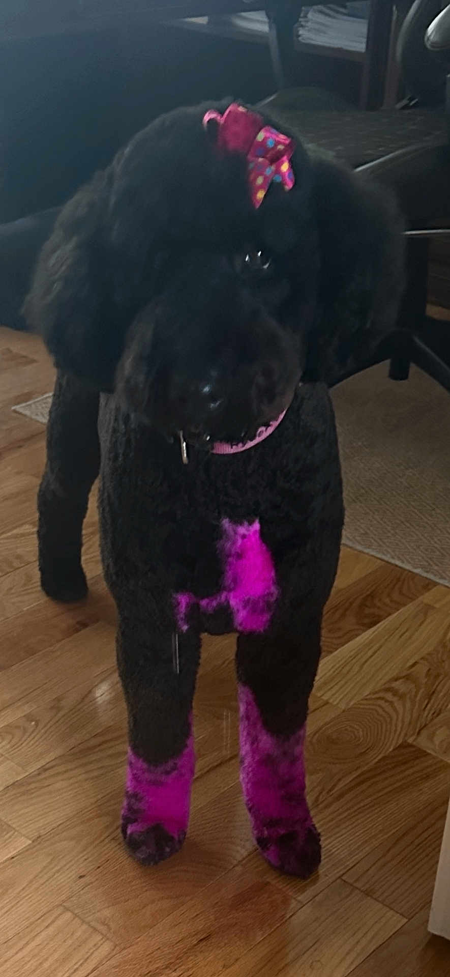 Ryder Turner is registered to the contest to win money with this photo: dog, black_dog, pink_dye, bow, indoor, wooden_floor, pet, animal, curious, standing, fur, collar, domestic, mammal, flooring, house, cute, companion, canine, portrait