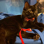Blair joined the competition — help win amazing prizes! black_cat, cat, bow_tie, yellow_eyes, pet, feline, animal, indoor, blue_fabric, resting, close_up, cute, domestic_cat, whiskers, ears, paw, fur, playful, accessory, relaxed