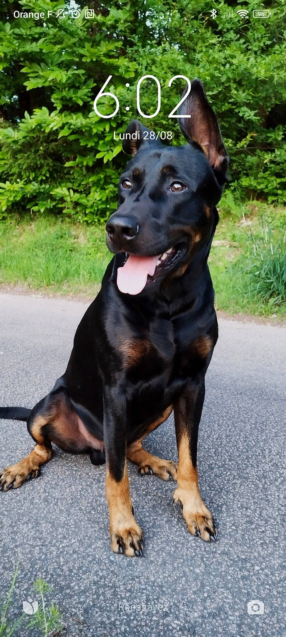 Akira participe au concours pour gagner de l'argent avec cette photo : carnivore, collar, companion_dog, dobermann, dog, dog_breed, dog_collar, fawn, hunting_dog, liver, plant, snout, sporting_group, terrestrial_animal, working_animal, working_dog