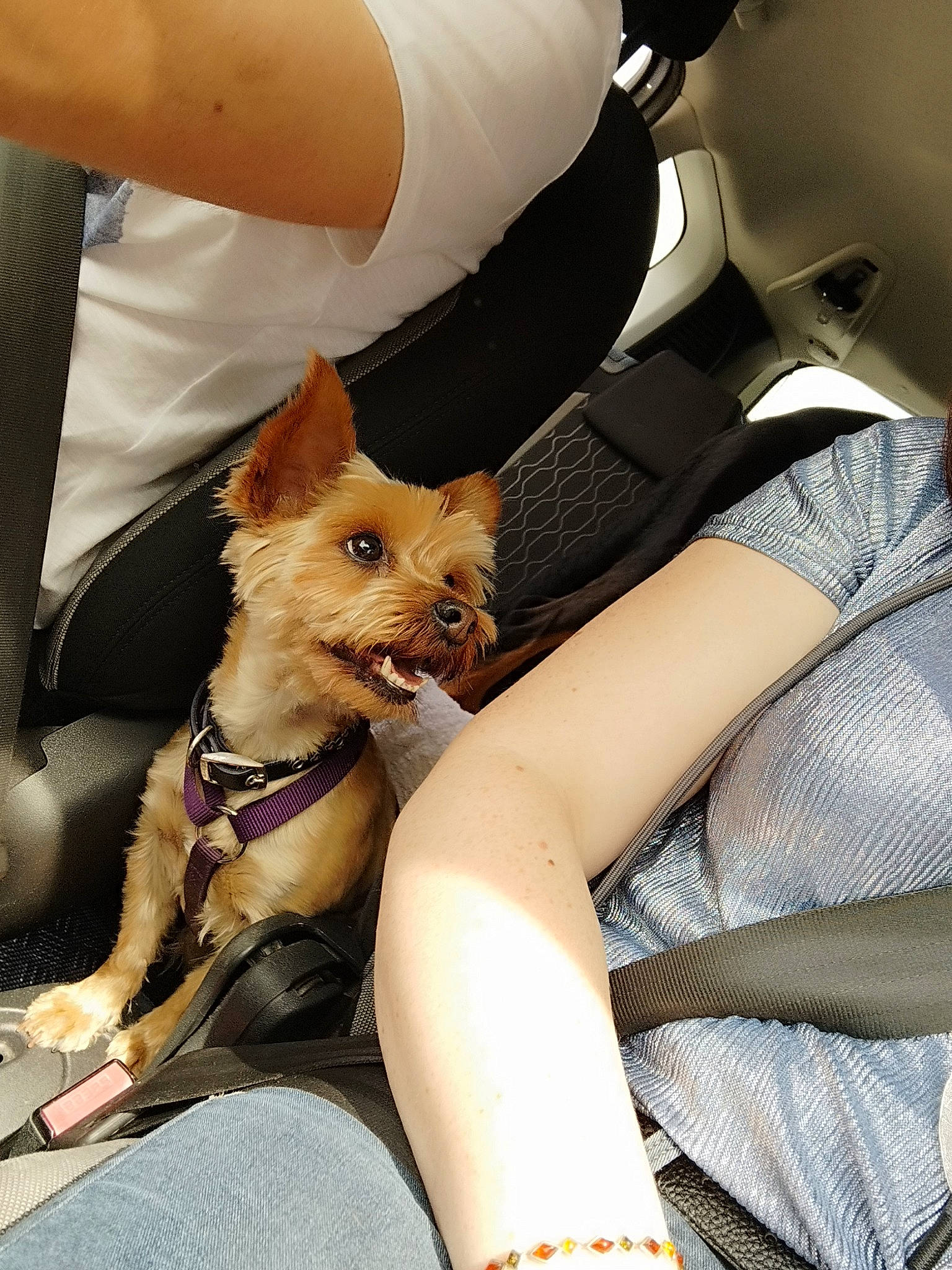 Titine participe au concours pour gagner de l'argent avec cette photo : car_seat, carnivore, comfort, companion_dog, dog, dog_breed, eyewear, fawn, felidae, foot, gesture, human_leg, joint, knee, lap, nail, small_to_medium_sized_cats, thigh, whiskers, wrist