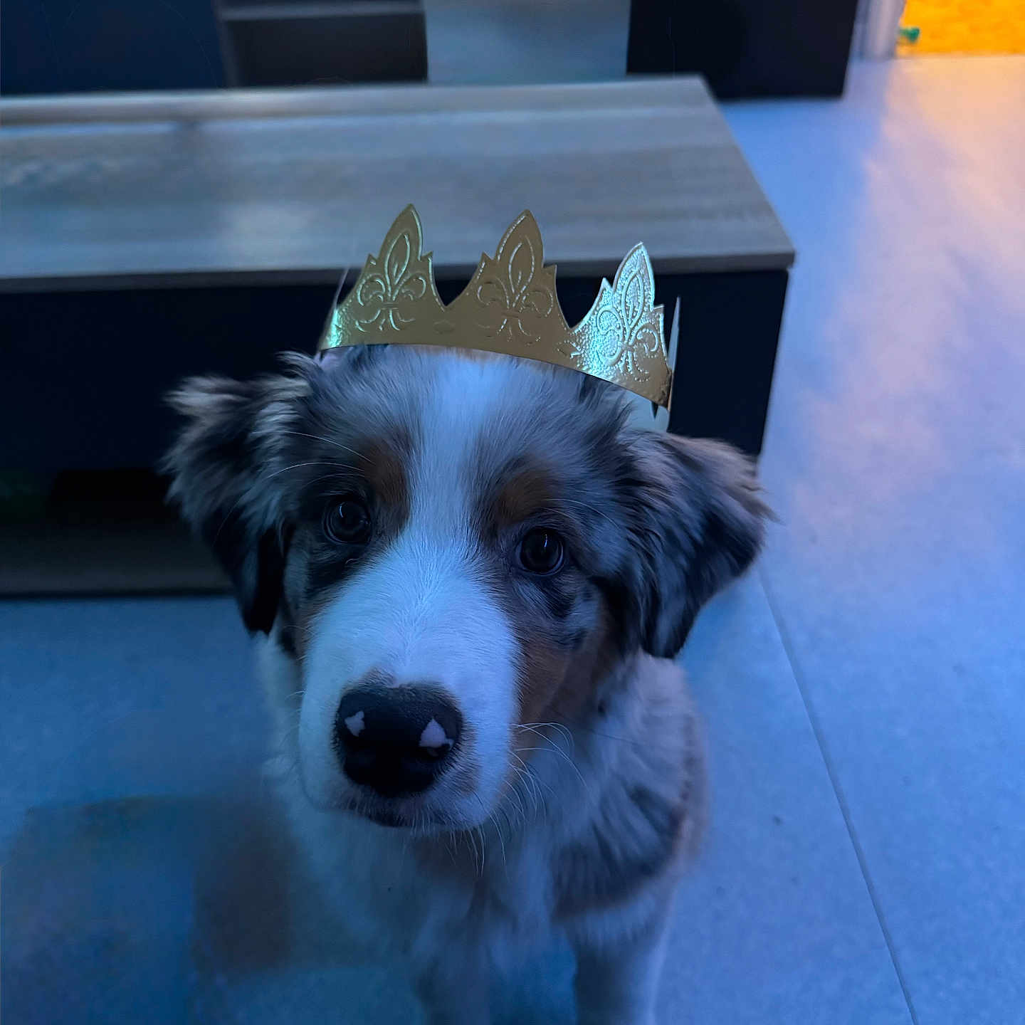 Aiko participe au concours pour gagner de l'argent avec cette photo : animal, black_nose, brown_eyes, canine, crown, dog, ears, floor, fur, gray_fur, house, indoor, living_room, looking_up, paper_crown, pet, puppy, sitting, table, white_fur