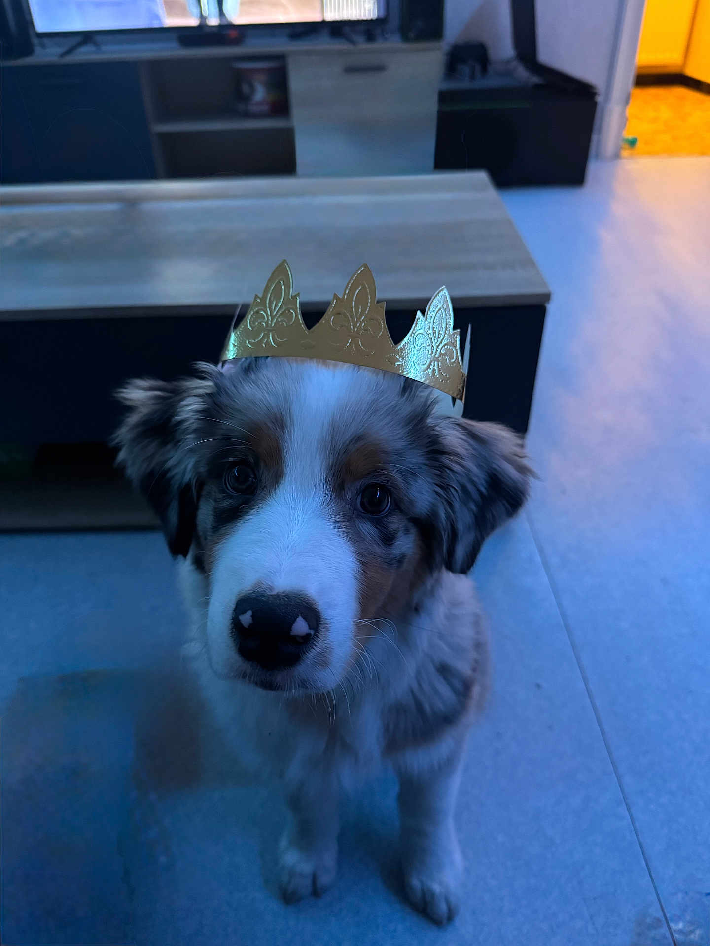 Aiko participe au concours pour gagner de l'argent avec cette photo : dog, puppy, crown, indoor, floor, pet, animal, canine, fur, ears, black_nose, brown_eyes, white_fur, gray_fur, looking_up, sitting, house, living_room, table, paper_crown
