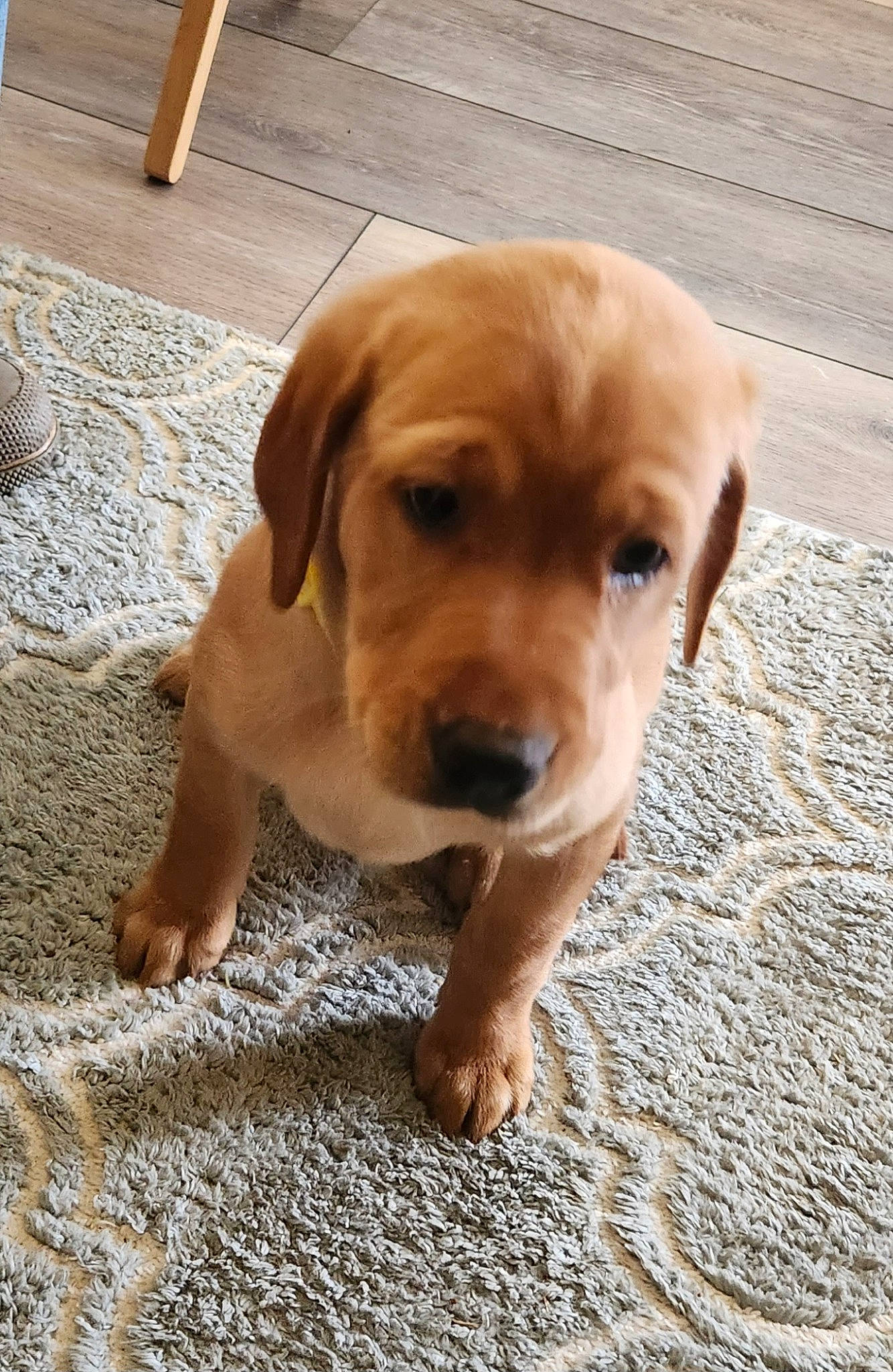 Daisy is registered to the contest to win money with this photo: ball, carnivore, companion_dog, dog, dog_breed, fawn, floor, flooring, fur, hardwood, hound, liver, paw, retriever, snout, sporting_group, terrestrial_animal, whiskers, wood, working_animal