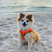 Bandit is registered to the contest to win money with this photo: dog, puppy, beach, sand, ocean, waves, shoreline, outdoor, portrait, fluffy, small_dog, white_fur, brown_fur, orange_harness, sitting, smiling, tongue_out, pet, seaside, nature