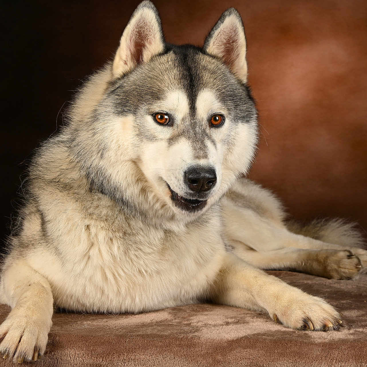 Kai a rejoint le concours — aidez-le/la à gagner de superbes lots ! dog, siberian_husky, canine, pet, animal, portrait, lying_down, fluffy, fur, blue_eyed, amber_eyes, pointed_ears, black_and_white, large_dog, paws, blanket, indoor, studio_lighting, brown_background, smiling