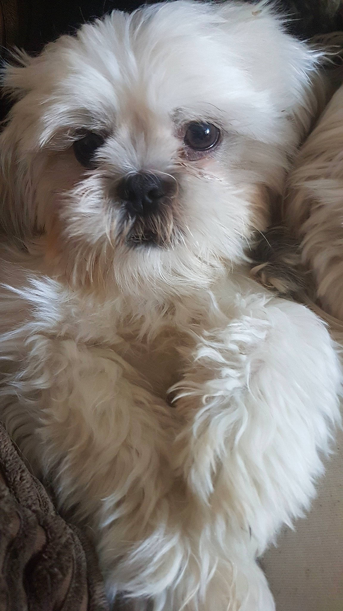 Honey joined the competition — help win amazing prizes! canidae, carnivore, chinese_imperial_dog, cockapoo, companion_dog, dog, dog_breed, lhasa_apso, lowchen, maltepoo, maltese, mammal, morkie, nose, pekapoo, puppy, schnoodle, shih_poo, shih_tzu, vertebrate