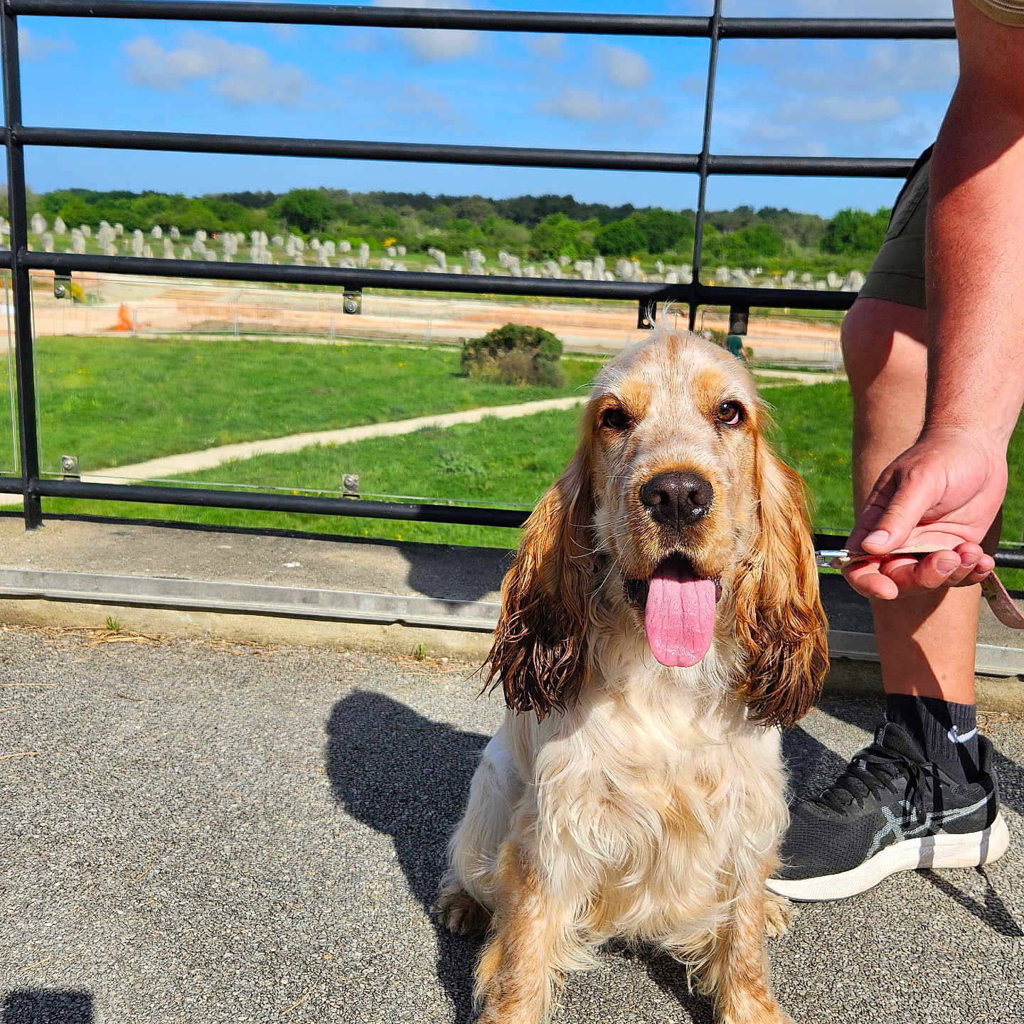 Vénus participe au concours pour gagner de l'argent avec cette photo : accessories, animal, architecture, building, canine, clothing, cockerspaniel, dog, footwear, grass, outdoors, person, pet, plant, road, shoe, shorts, sneaker, strap, summer