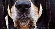 Duke is registered to the contest to win money with this photo: dog, canine, pet, portrait, outdoor, collar, harness, black, brown, white, fur, ears, face, animal, mammal, looking_at_camera, closeup, expression, nature, background_blur