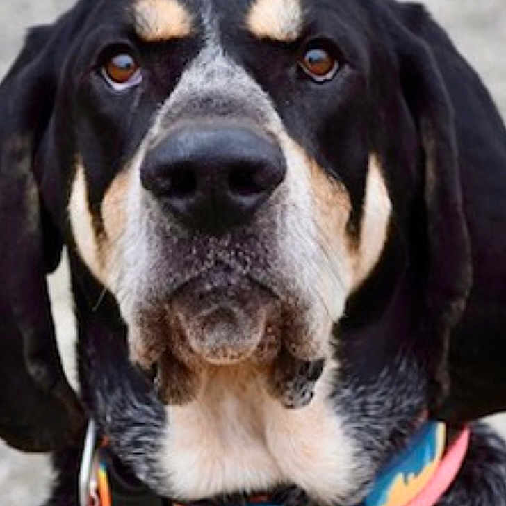 Duke is registered to the contest to win money with this photo: dog, canine, pet, portrait, outdoor, collar, harness, black, brown, white, fur, ears, face, animal, mammal, looking_at_camera, closeup, expression, nature, background_blur
